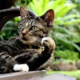 Cat Live Wallpaper simgesi